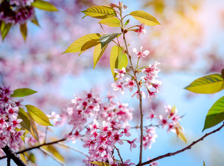 Blooming tree with the pink flowers.