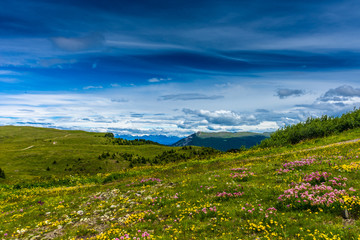 Fototapeta na wymiar Alpe di Siusi, Seiser Alm with Sassolungo Langkofel Dolomite, a flower is standing on a lush green field