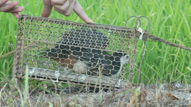 a people is releasing White-breasted waterhen from the cage back to the field