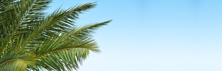 Obraz na płótnie Canvas Palm tree on blue sky