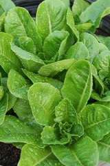 Close up fresh salad leaves