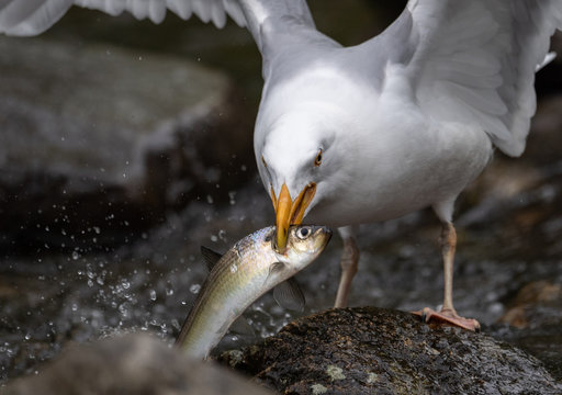 Seagull Eating A Fish