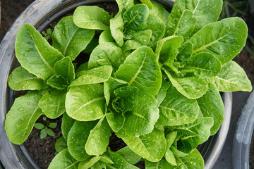 Close up fresh salad leaves