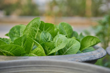 Close up fresh salad leaves
