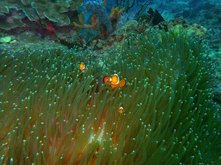 Closeup with anemone fish or western clown fish in underwater world diving in Borneo. Sabah.
