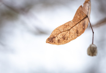 Lindensamen im Winter freigestellt