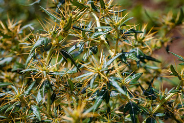 Xanthium spinosum yellow