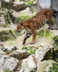Jaguar (Panthera onca) wild cat species, genus Panthera native to the Americas. Largest native cat...