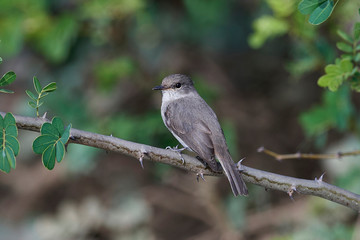 Swamp flycatcher (Muscicapa aquatica)