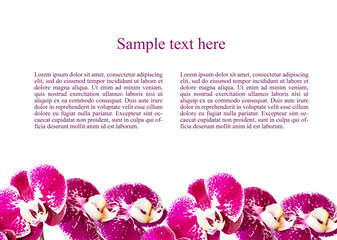 Flowers orchids. Background with a bouquet of flowers. Place to insert text. For bloggers,...