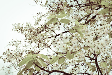 Cherry blossom with beautiful nature