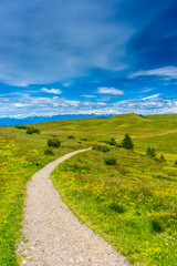 Fototapeta na wymiar Alpe di Siusi, Seiser Alm with Sassolungo Langkofel Dolomite, a walking winding path in a lush green field