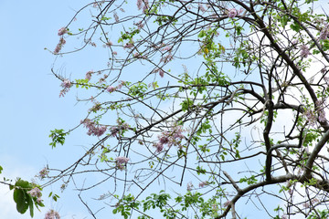 Cherry blossom with beautiful nature