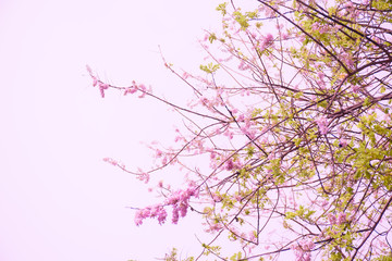 Obraz na płótnie Canvas Cherry blossom with beautiful nature