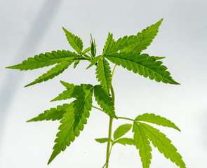 Cannabis Texture Marijuana Leaf Pile Background