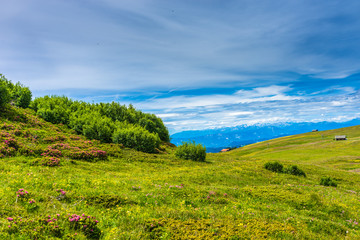 Fototapeta premium Alpe di Siusi, Seiser Alm with Sassolungo Langkofel Dolomite, a close up of a lush green field
