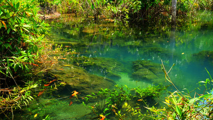 Emerald spring pool among tropical forest beside sea at Krabi province, The south of Thailand.