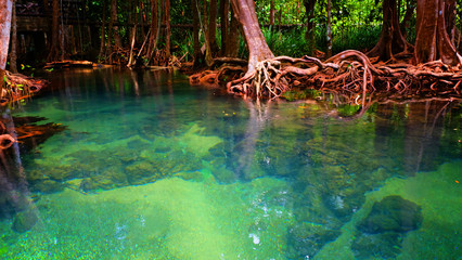 Emerald spring pool among tropical forest beside sea at Krabi province, The south of Thailand.