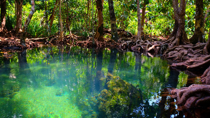 Obraz premium Emerald spring pool among tropical forest beside sea at Krabi province, The south of Thailand.