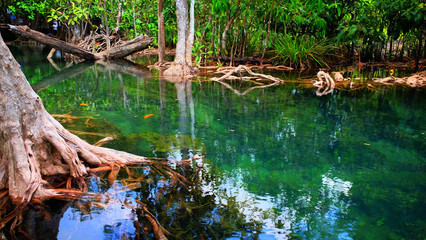 Emerald spring pool among tropical forest beside sea at Krabi province, The south of Thailand.