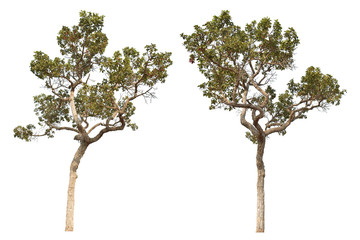 The beautiful tree cutting picture is suitable for use as an illustration.