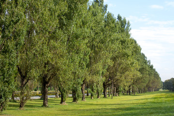 Naklejka premium ポプラ並木