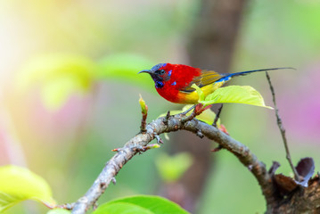 Beautiful bird, Mrs. Gould's Sunbird; Aethopyga gouldiae Male Birds of Thailand. Bird on Cherry Blossom..