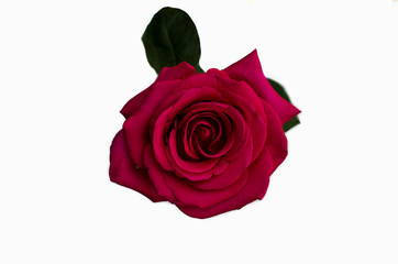 Fototapeta premium Pink Rose Flower isolated on white background focus the centre of rose flower