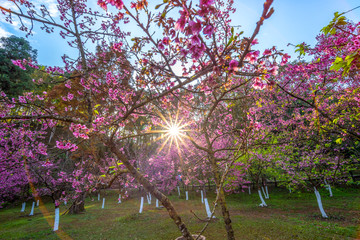 Sun shining through cherry blossom in the garden, blossoming branch with pink flowers of sakura