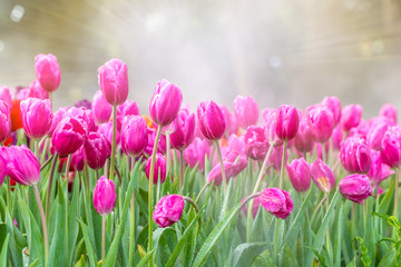 Fototapeta premium Pink tulip flowers in the garden with sunlight