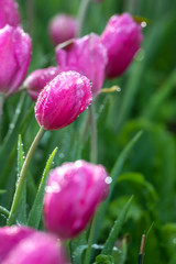 Fototapeta premium Pink tulip flowers in the garden