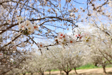 background of spring white cherry blossoms trees plantation. selective focus