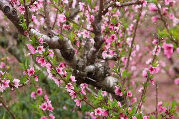 background of spring blossom tree with pink beautiful flowers. selective focus