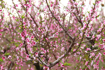 background of spring blossom tree with pink beautiful flowers. selective focus