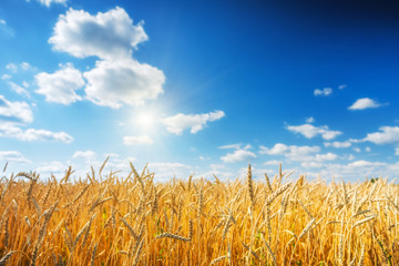 Rural landscape with golden wheat field over blue sky at sunny day.