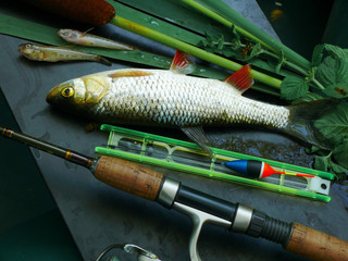 River chub and fishing gear.