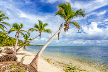 Palm trees on beautiful tropical sunny beach in Dominican republic