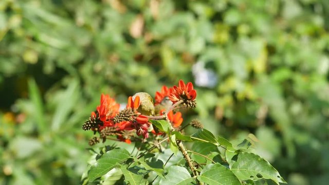 Flavescent bulbul bird is eating Indian Coral tree flowers
