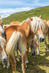 Fototapeta premium Alpe di Siusi, Seiser Alm with Sassolungo Langkofel Dolomite, a group of brown and white horse standing in a field