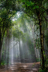 Forest with sun rays breaking through the branches, Concept for environmental protection.