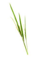 Leaf and seeds green rice close up