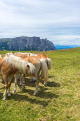 Fototapeta na wymiar Alpe di Siusi, Seiser Alm with Sassolungo Langkofel Dolomite, a brown and white stallion horse standing on top of a lush green field