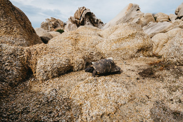 Schildkröte am Capo Testa auf Sardinien, Italien