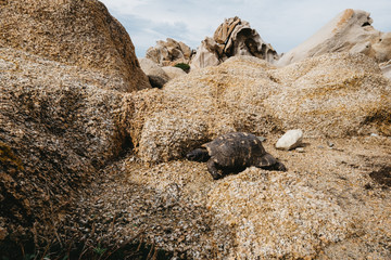 Schildkr&ouml;te am Capo Testa auf Sardinien, Italien