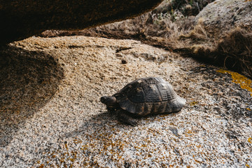 Schildkröte am Capo Testa auf Sardinien, Italien