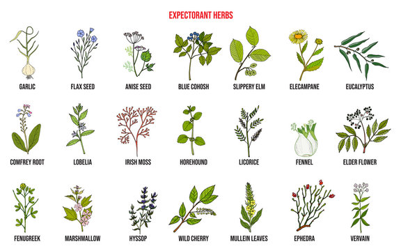 Best medicinal expectorant herbs