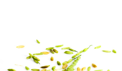 seeds green rice for design