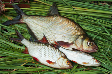 Fish bream, roach and other river fish on the grass