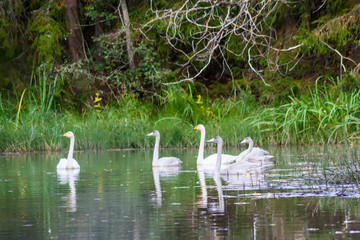 Couple white swans swimming with young cygnets on the river in Finland at summer.