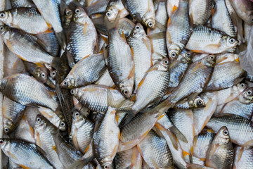 Fresh river fishes from the Mekong river sold in Luang Prabang morning market, Luang Prabang Laos 2019